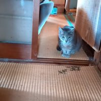 座って目を丸くする猫