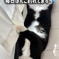 爪にカーテンが引っかかって遠くを見つめる猫