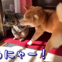 来るにゃー！