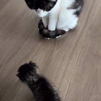 座って子猫を見る猫