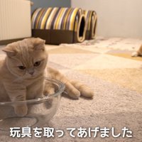 ボウルに前足を入れる猫