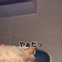 「やぁだっ」と書かれた写真