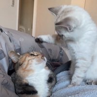 前足を上げる子猫