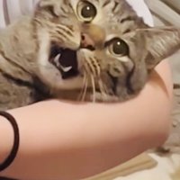 ママさんに爪を切られるキジトラ猫