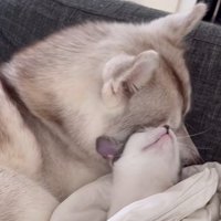 顔を上げる子猫