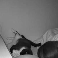 飼い主と寝る猫