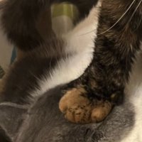 顔を踏まれている猫のアップ