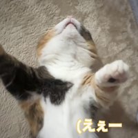仰向けで寝るマンチカン