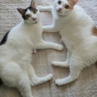 カメラ目線の2匹の猫