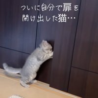 引き戸を横からパンチして開けようとしている子猫