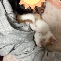 女の子と子猫