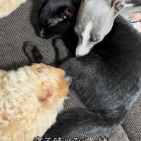 寝ている猫と犬
