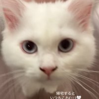 カメラ目線の子猫の顔アップ