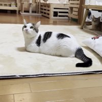 マットの上で耳を動かし、周囲の様子をうかがう豆大福くん
