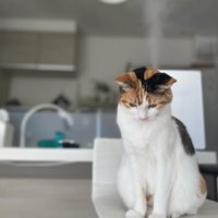 俯いてお座りをする猫（全身）