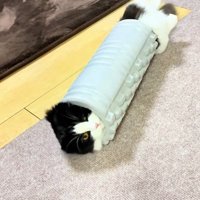 スッポリ挟まる猫