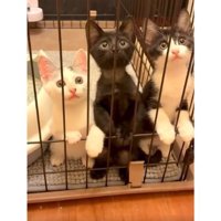 ケージの中にいた子猫たち
