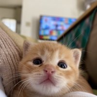 こちらを見ている子猫
