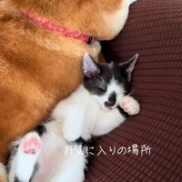 柴犬の隣で眠る子猫