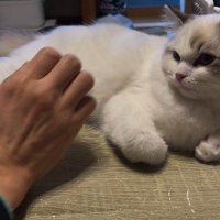子猫に手を伸ばす飼い主