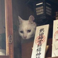 神棚にいる猫