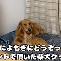 犬と猫