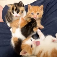 投稿主の膝の上に乗る4匹の子猫