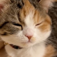 眠そうな猫