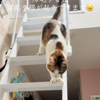 踏ん張る猫