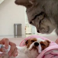 犬の爪に当てられている爪やすりを見つめる猫
