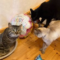 廊下にいる猫たち