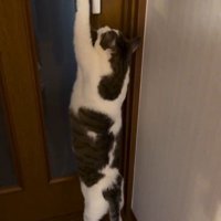 扉を開けようとしている猫