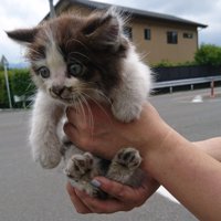脇の下に手を回されて抱っこされている子猫