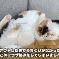 ニャンプロ
