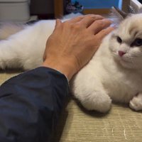 なでられる子猫