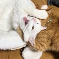 茶トラ猫に首を絞められている白猫