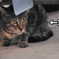 外にいる野良猫