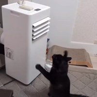 前足をバタバタ動かす猫