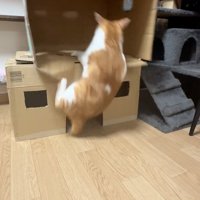 ひっくり返る猫