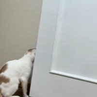 ドアの向こうを見る猫
