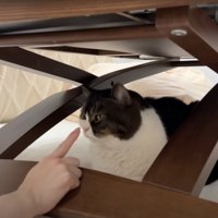 無反応な猫