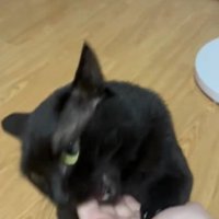 噛む猫