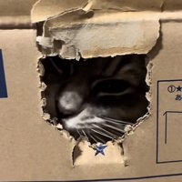 「ダンボール噛みちぎり始めた」のテロップ写真