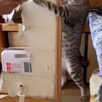 飼い主が持っているボトルに前足で触れる猫