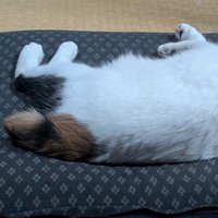 寝転がる猫
