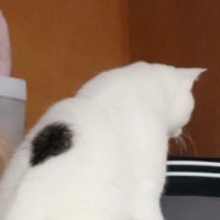 押し入れに入ろうとする猫1