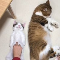 お腹タッチと毛づくろい