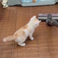 掃除機を見ている子猫