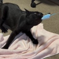 ねこじゃらしを咥えて踏ん張る猫