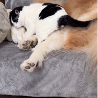 犬にすり寄っている猫